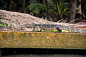 Scenery along the canal leading to Damnoen Saduak Floating Market. Thailand